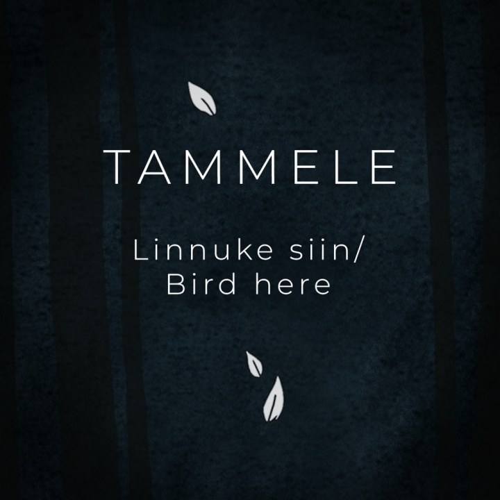 KUULA | ANSAMBEL TAMMELE AVALDAS LOO “LINNUKE SIIN”